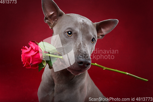 Image of dog holding rose in mouth