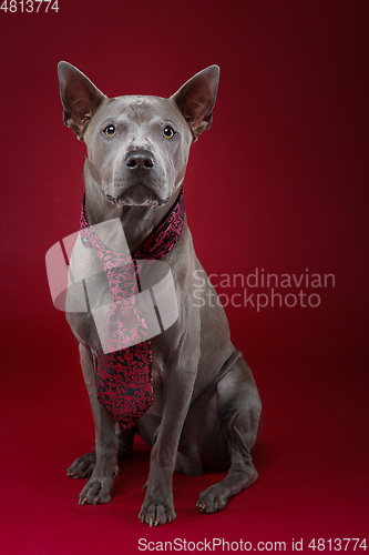 Image of beautiful thai ridgeback dog in tie