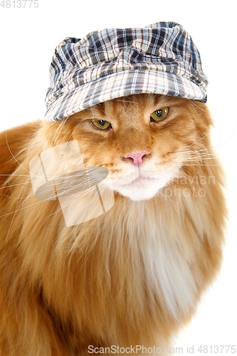 Image of beautiful maine coon cat in hat