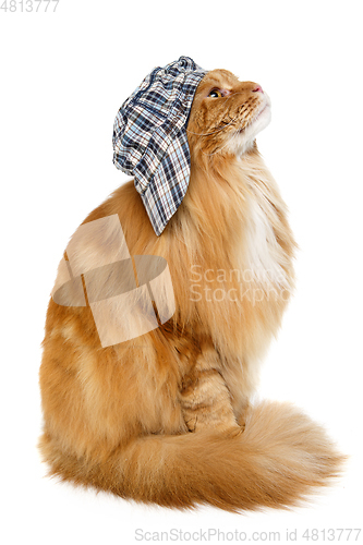 Image of beautiful maine coon cat in hat