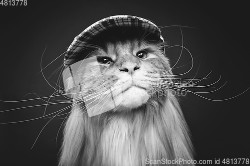 Image of beautiful maine coon cat in hat