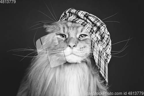 Image of beautiful maine coon cat in hat