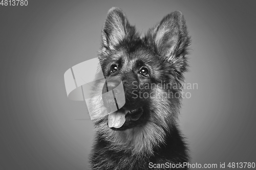 Image of beautiful german shepard puppy