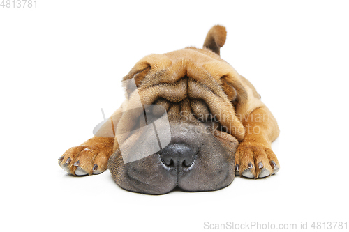 Image of beautiful shar pei puppy