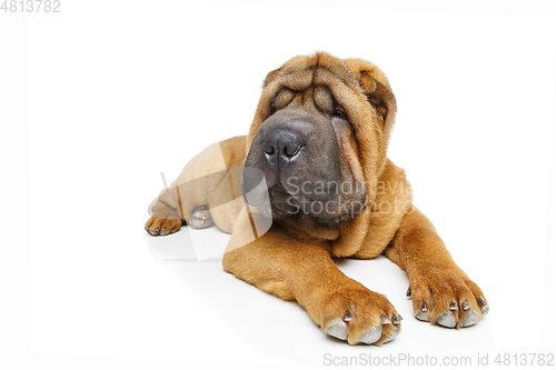 Image of beautiful shar pei puppy