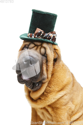 Image of beautiful shar pei puppy in hat