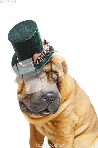 Image of beautiful shar pei puppy in hat