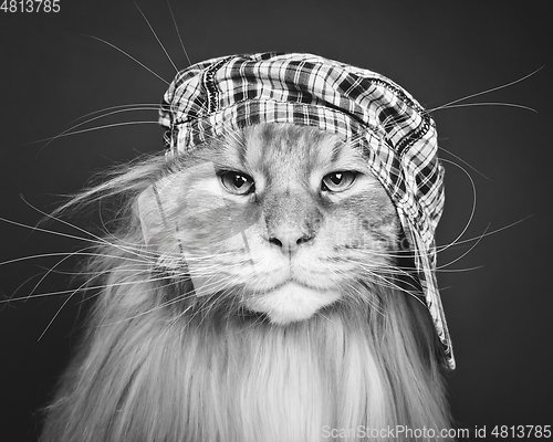 Image of beautiful maine coon cat in hat