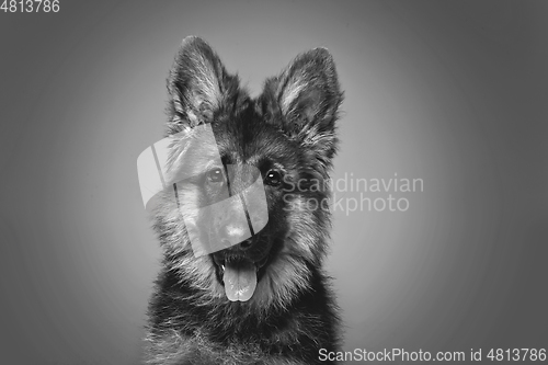 Image of beautiful german shepard puppy