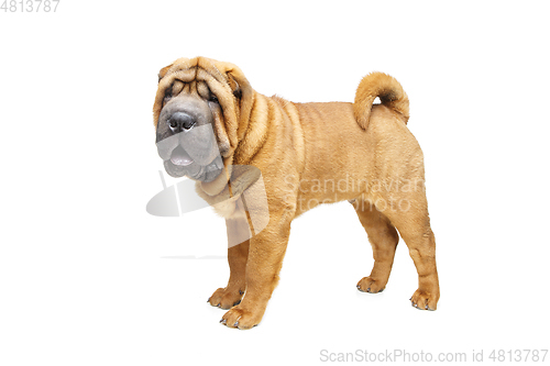 Image of beautiful shar pei puppy