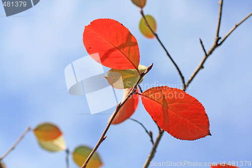 Image of Plum leaves