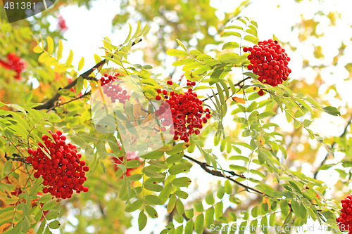 Image of Three ash-berry clusterd