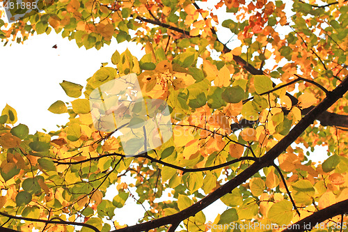 Image of Lime-tree foliage