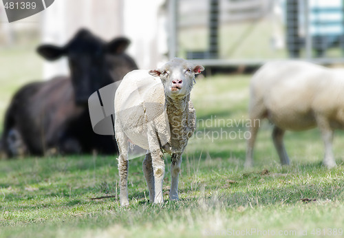 Image of sheep on the farm