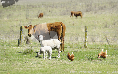 Image of the farmyard