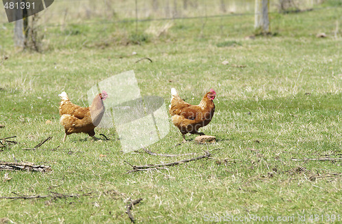 Image of freerange chickens
