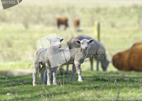 Image of two lambs 