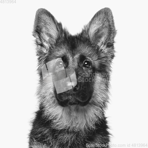 Image of beautiful german shepard puppy