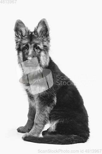 Image of beautiful german shepard puppy