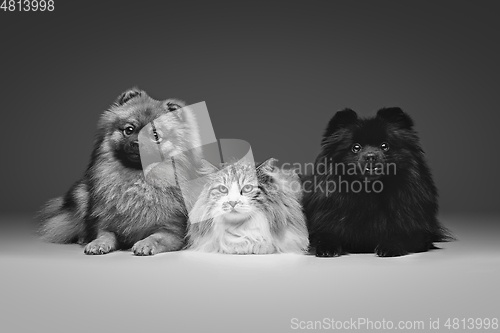 Image of beautiful spitz dogs on grey background