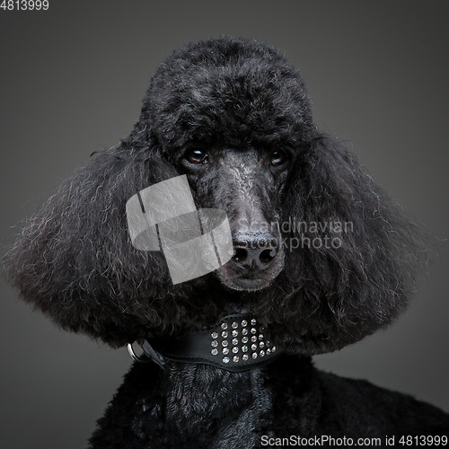 Image of beautiful black poodle on grey background