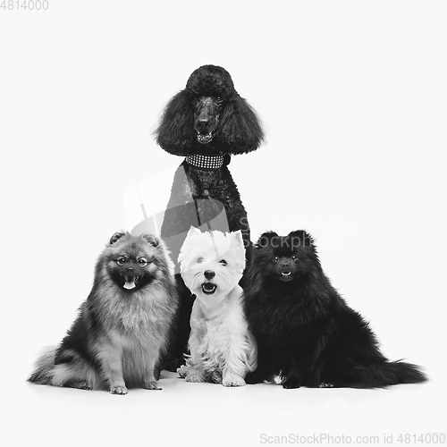 Image of beautiful spitz dogs and poodle on grey background