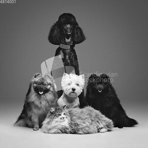 Image of beautiful spitz dogs on grey background