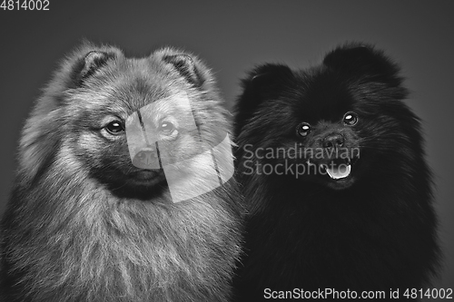 Image of beautiful spitz dogs on grey background