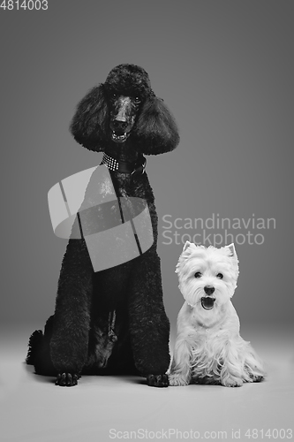 Image of beautiful black poodle and westie dogs on grey background