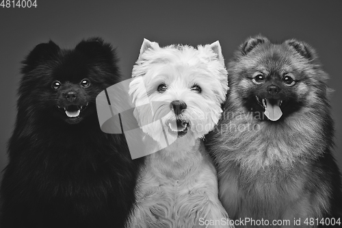 Image of beautiful spitz dogs on grey background