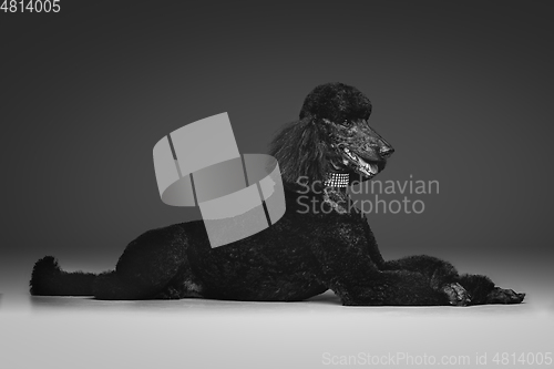 Image of beautiful black poodle on grey background