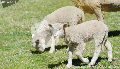 Image of young lambs on the farm