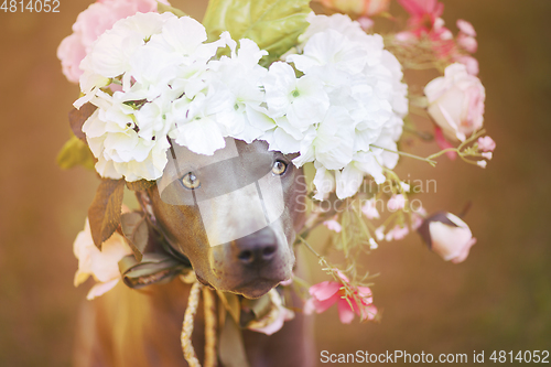 Image of thai ridgeback dog in flower wreath