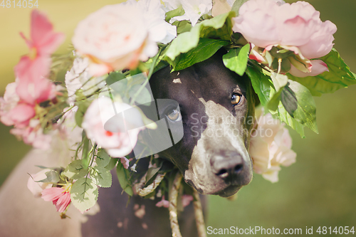 Image of thai ridgeback dog in flower wreath
