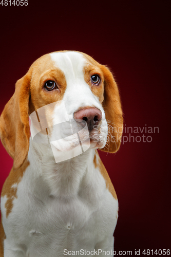 Image of beautiful beagle dog