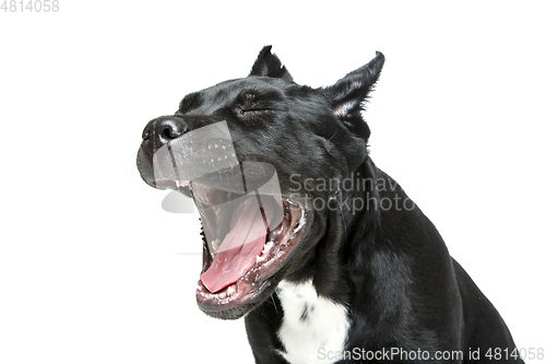 Image of beautiful cane corso puppy