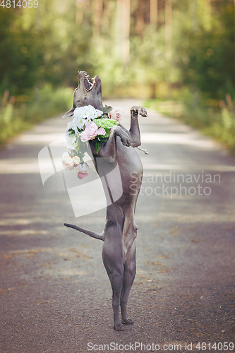 Image of thai ridgeback dog in flower wreath