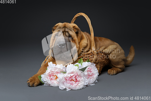 Image of beautiful shar pei puppy