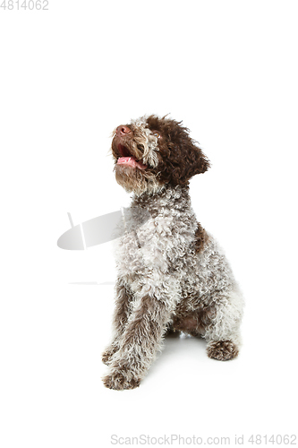 Image of beautiful brown fluffy puppy