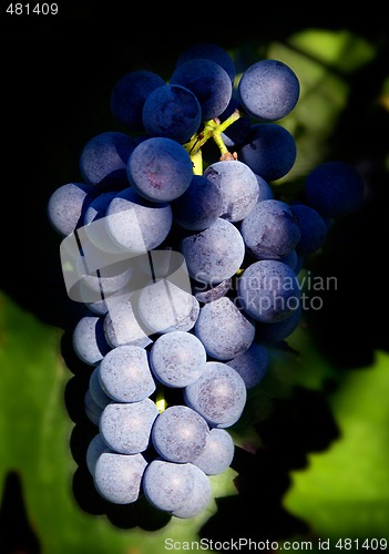 Image of Blue vine