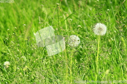 Image of dry dandelions in the green grass