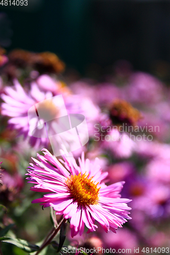 Image of red beautiful asters in the garden