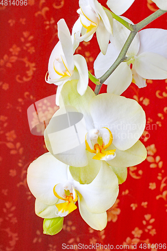 Image of blossoming white orchid on the red background