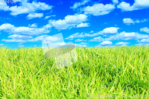 Image of meadow with green grass and cloudy sky