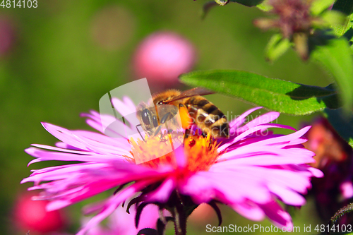 Image of bee on the flower of aster