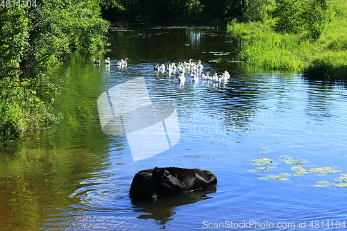 Image of Rural landscape with cow washing in the river