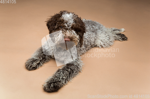 Image of beautiful brown fluffy puppy