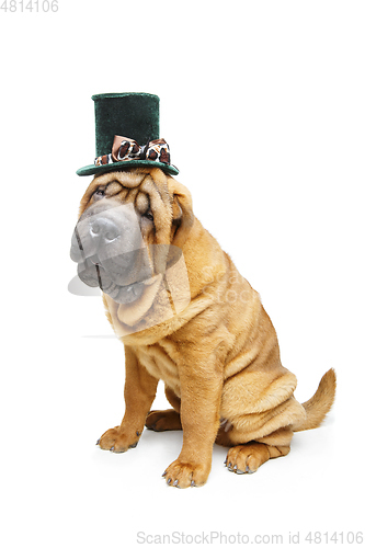 Image of beautiful shar pei puppy in hat