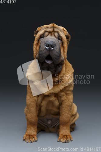 Image of beautiful shar pei puppy