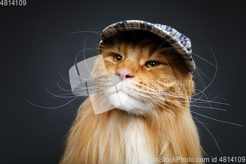 Image of beautiful maine coon cat in hat